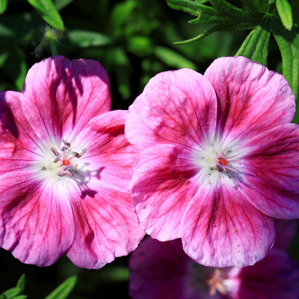 Geranio de sangre Elke - Geranium sanguineum