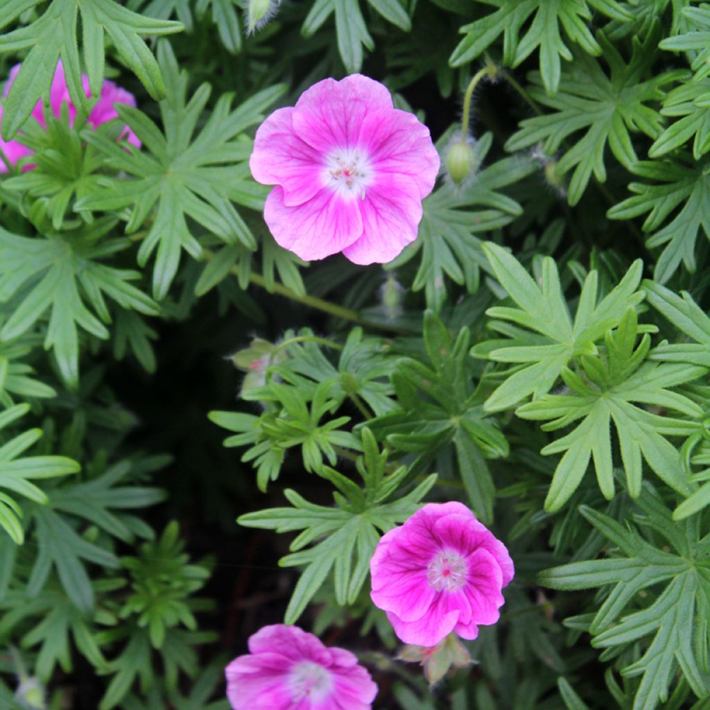 Geranio de sangre Elke - Geranium sanguineum