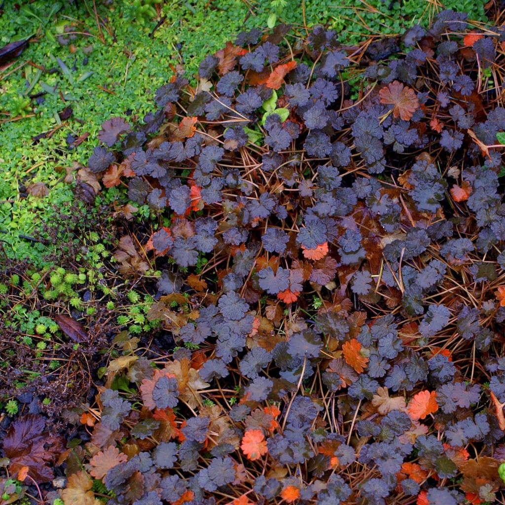 Geranium vivace sessiliflorum Nigricans