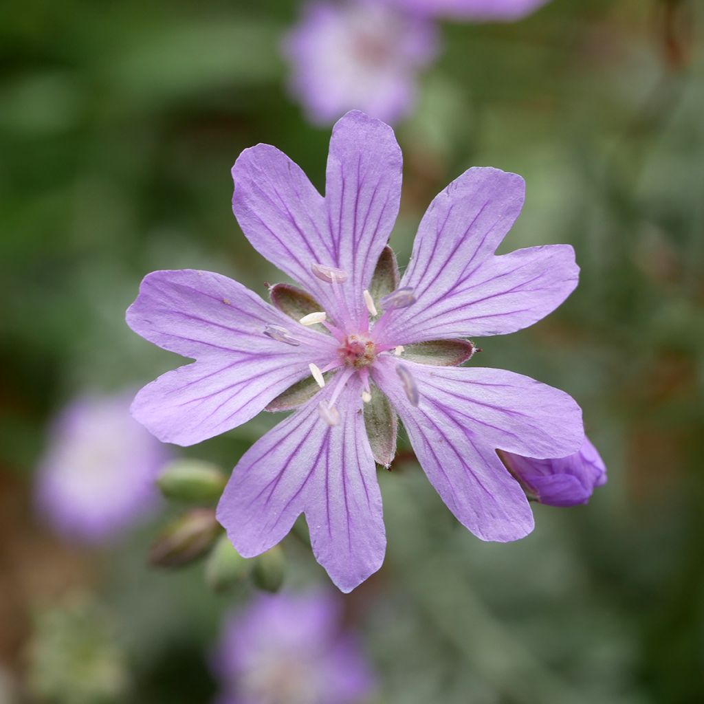 Geranium tuberosum - Geranio vivaz