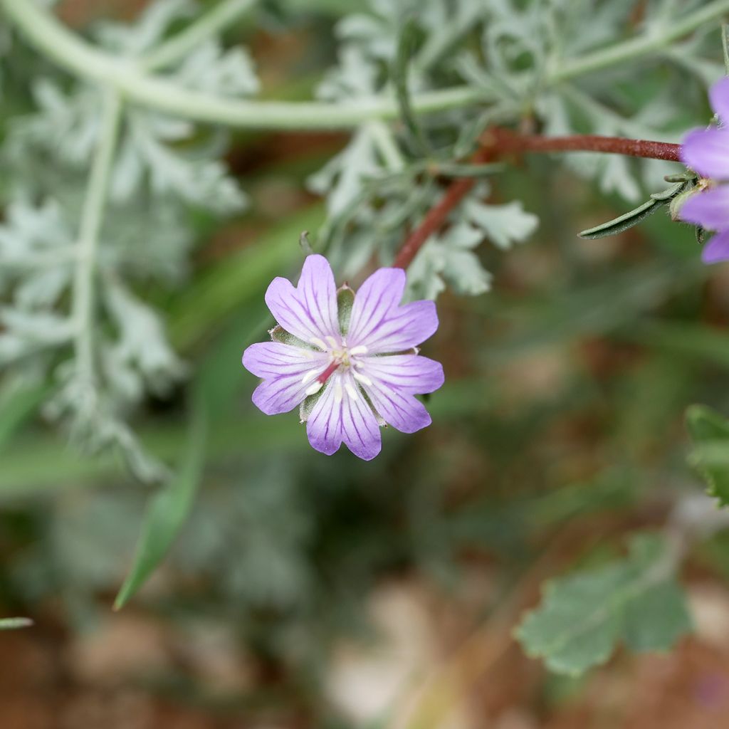 Geranium tuberosum - Geranio vivaz