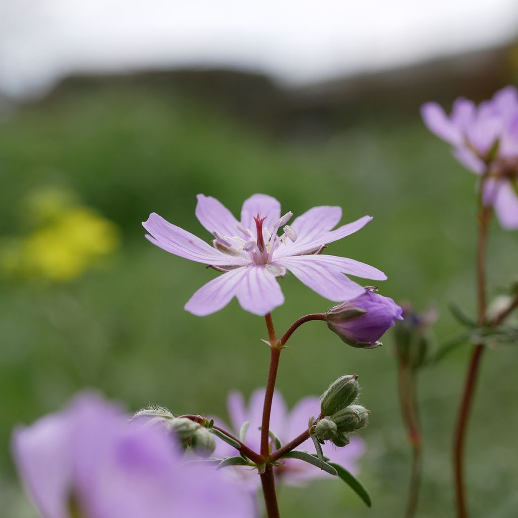 Geranium tuberosum - Geranio vivaz