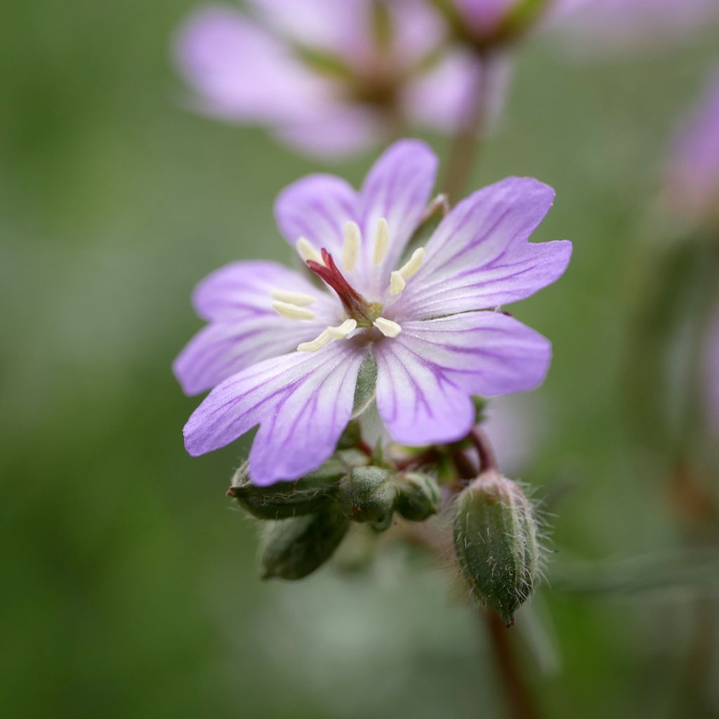 Geranium tuberosum - Geranio vivaz