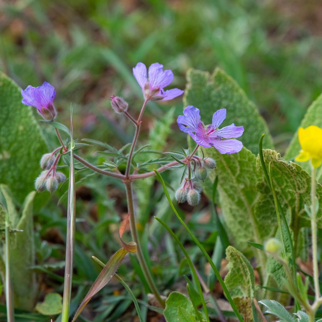 Geranium tuberosum - Geranio vivaz