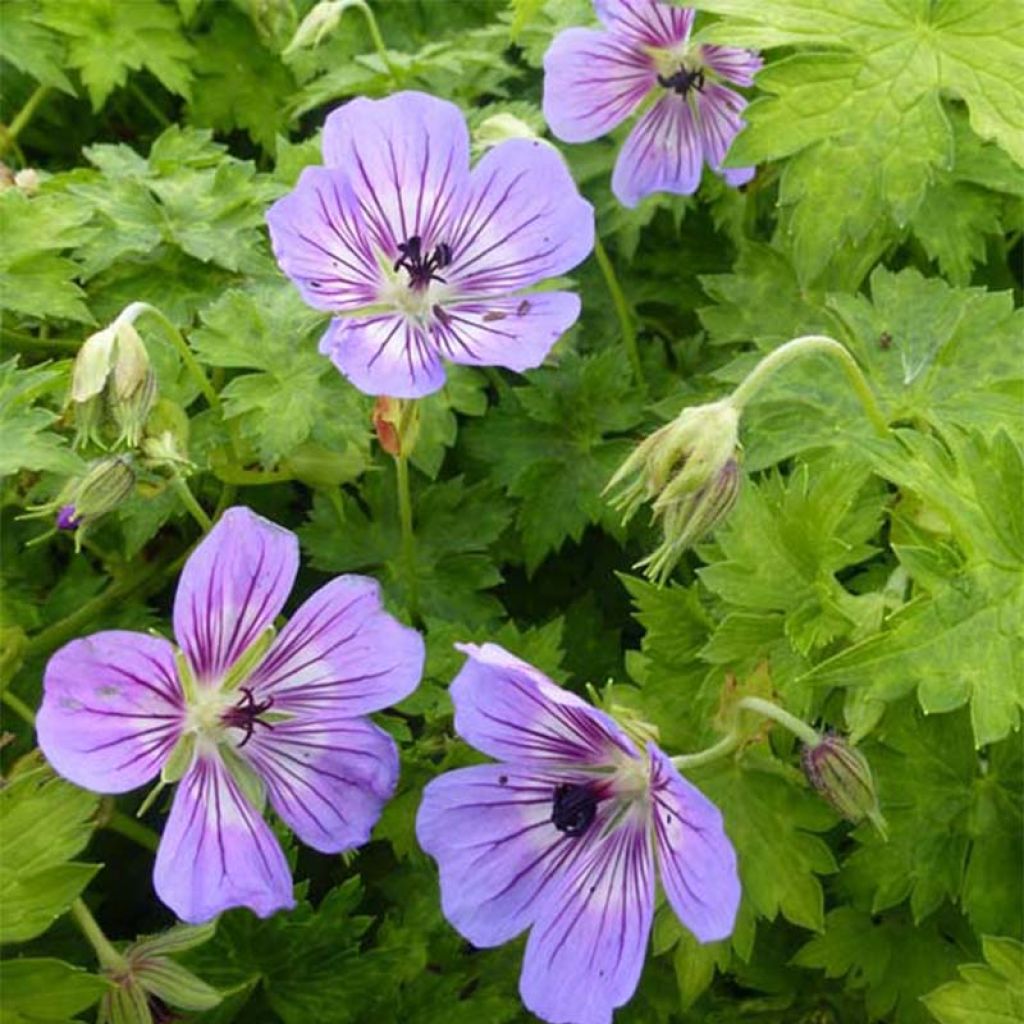 Geranium vivace wallichianum Havana Blues - Géranium vivace bleu moyen veiné de violet, coeur blanc