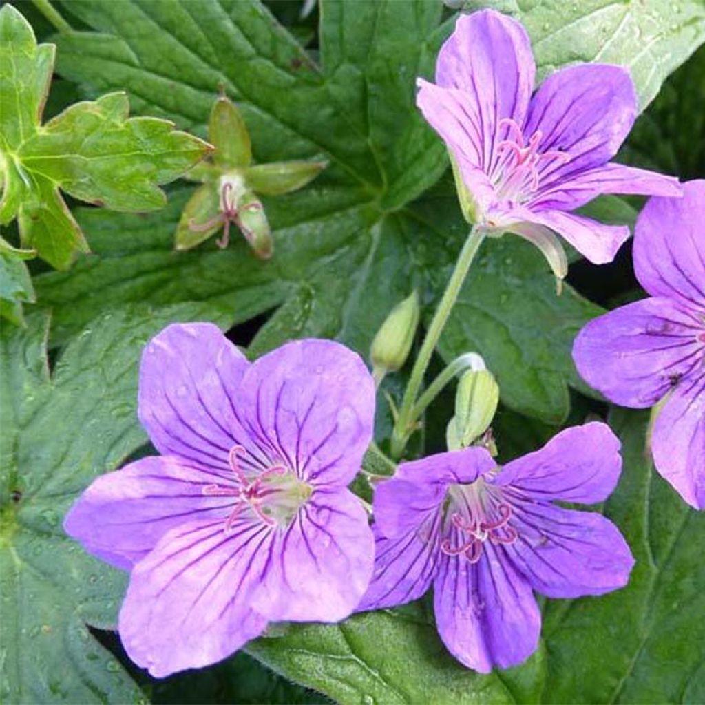 Géranium vivace wlassovianum Crug Farm - Géranium vivace bleu violacé veiné violet