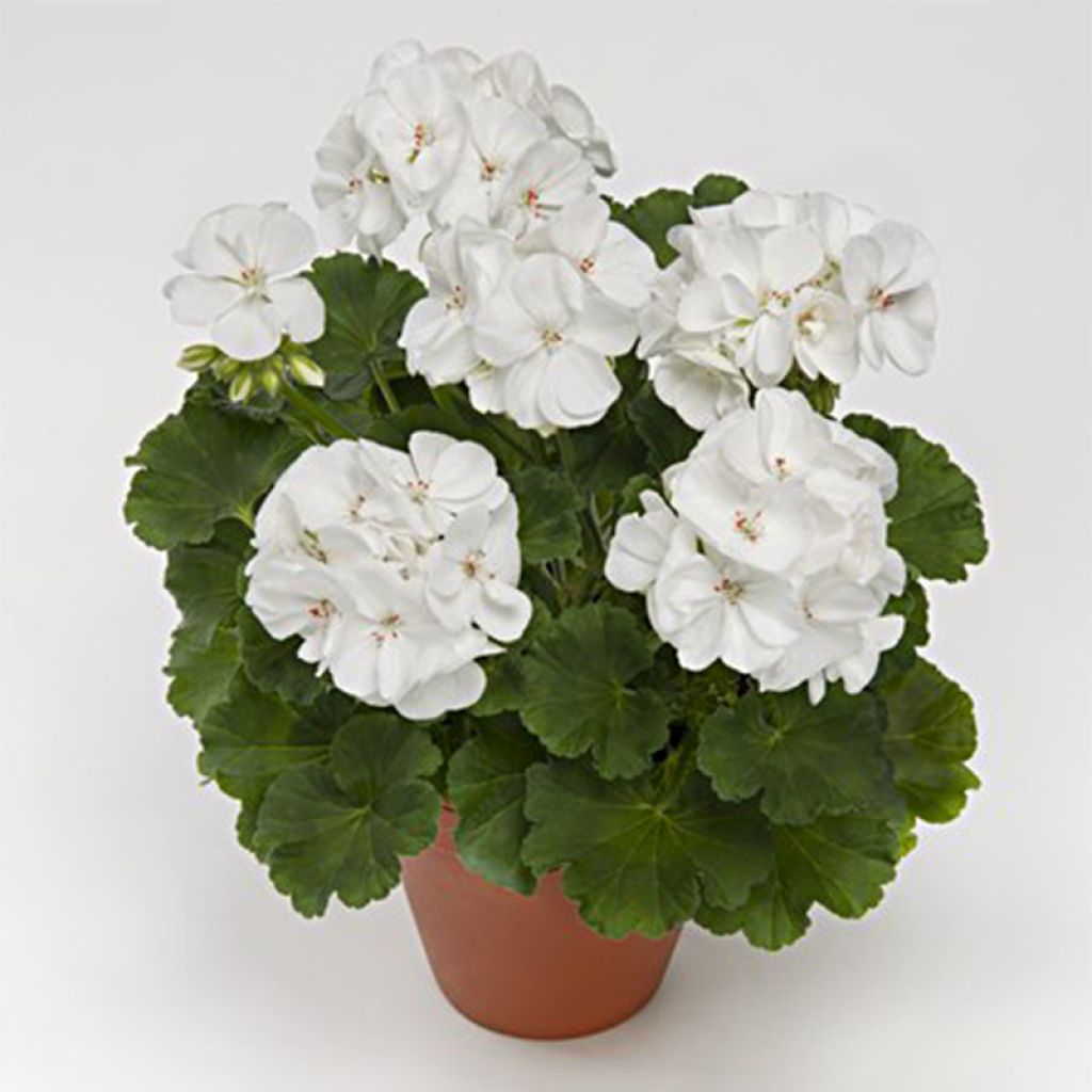 Geranium zonale Iceberg - Pelargonium hortorum