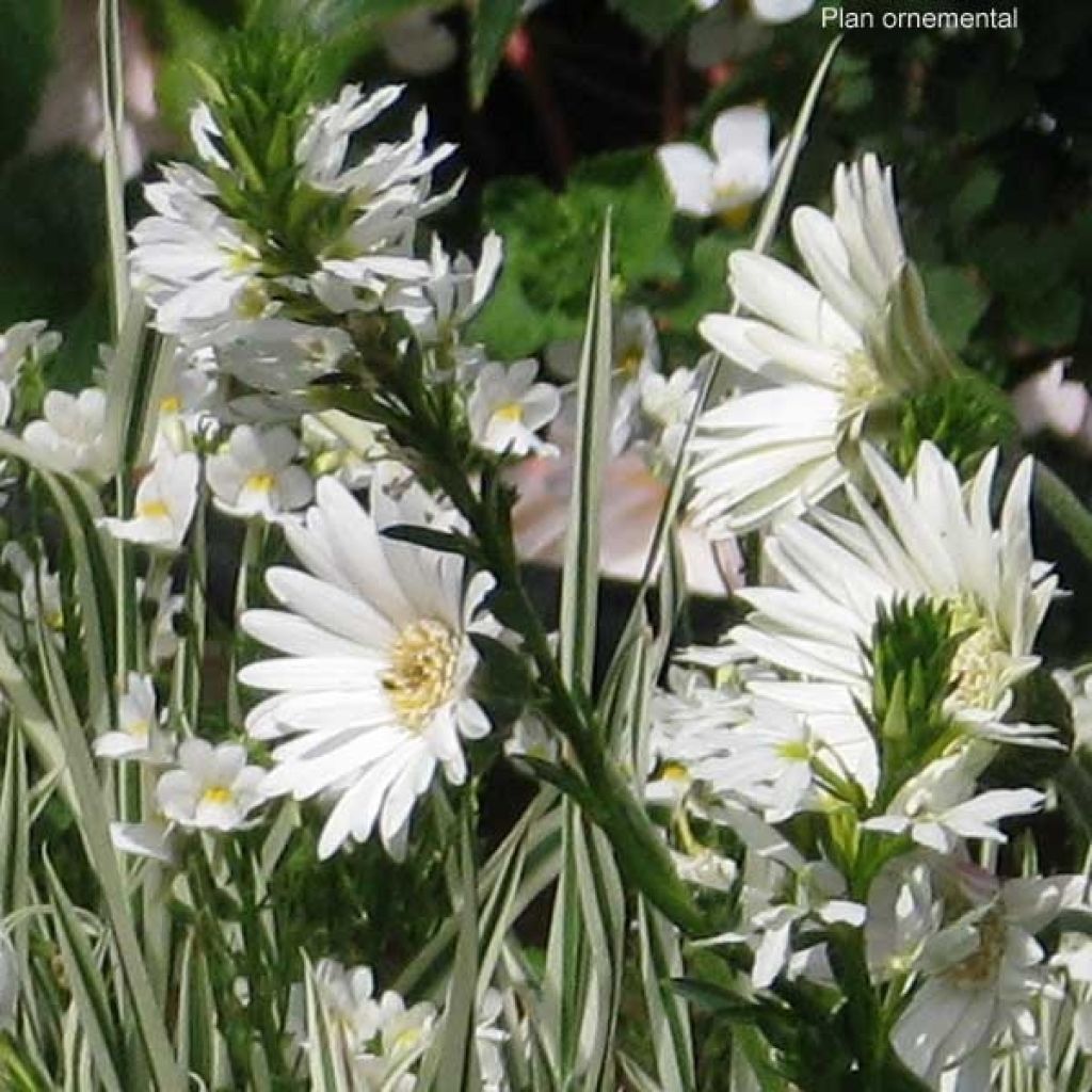 Gerbera Everlast White