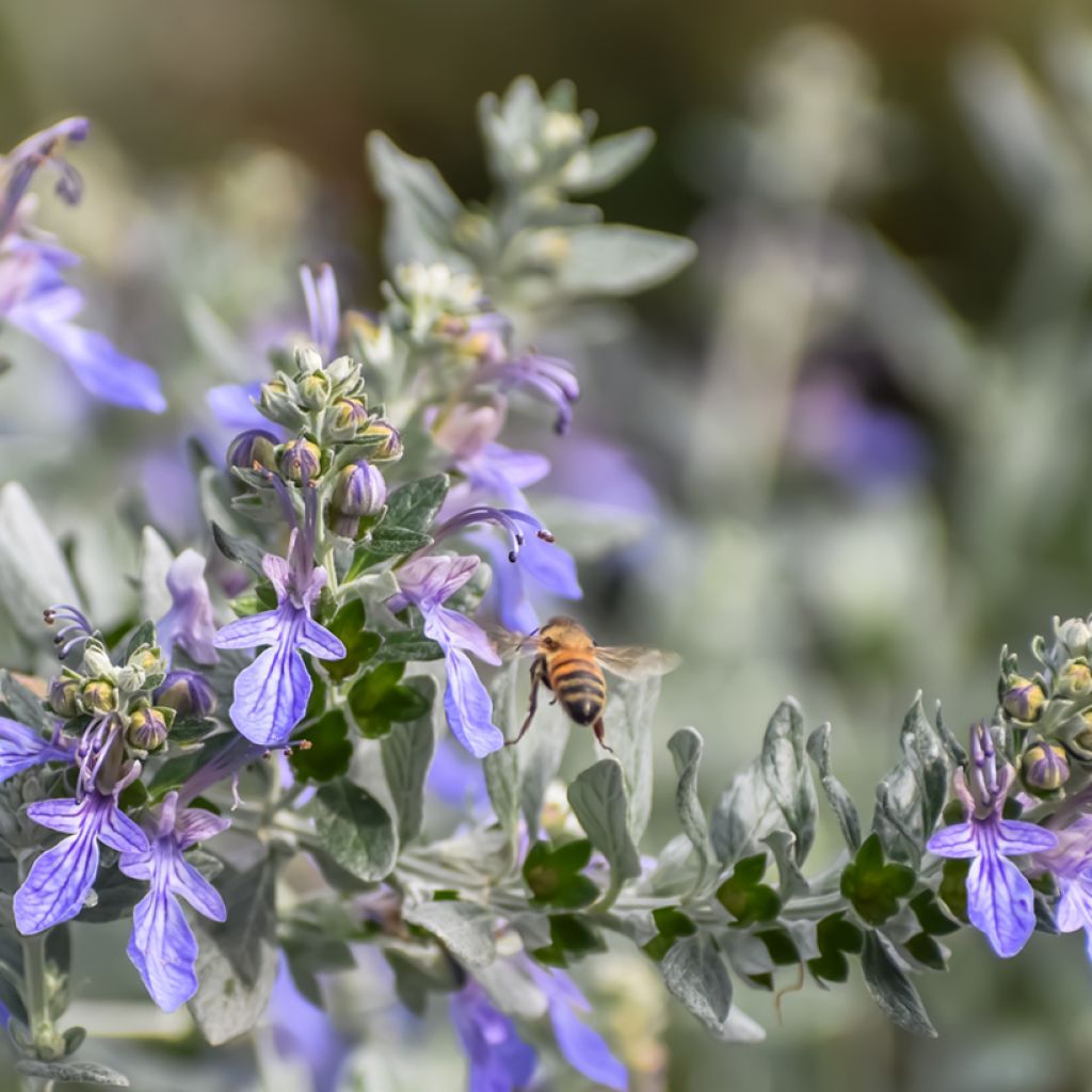 Teucrium fruticans - Olivilla