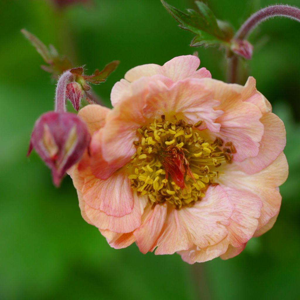 Geum Bell Bank - Benoîte rose soutenu