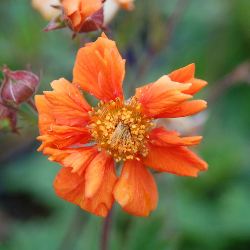 Geum coccineum Cocktail Sea Breeze - Hierba de San Benito