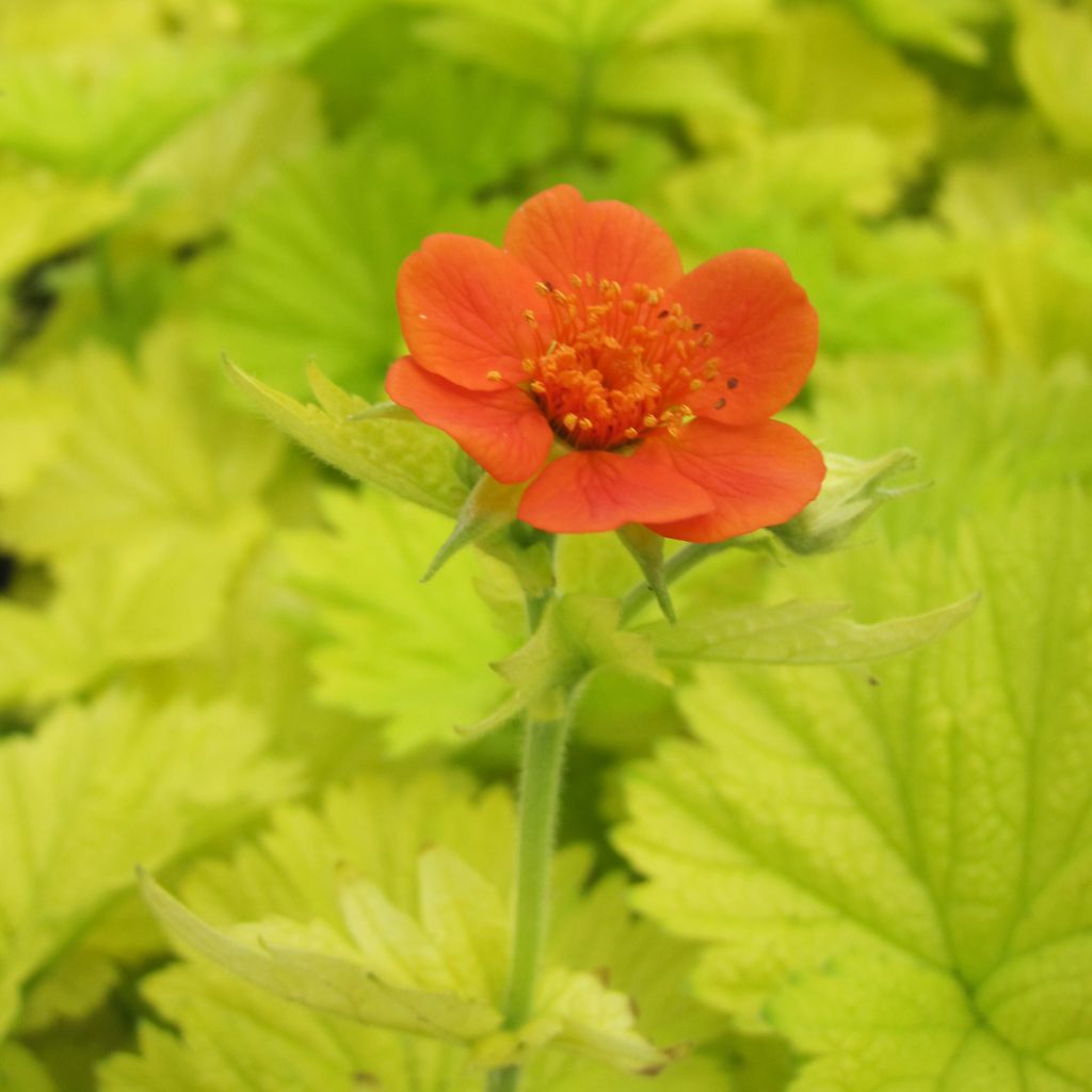 Geum Eos - Benoîte à feuillage doré et fleurs orange vif