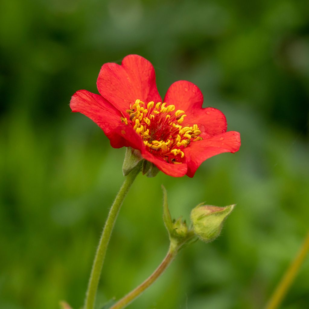 Geum chiloense Feuerball - Hierba del Clavo