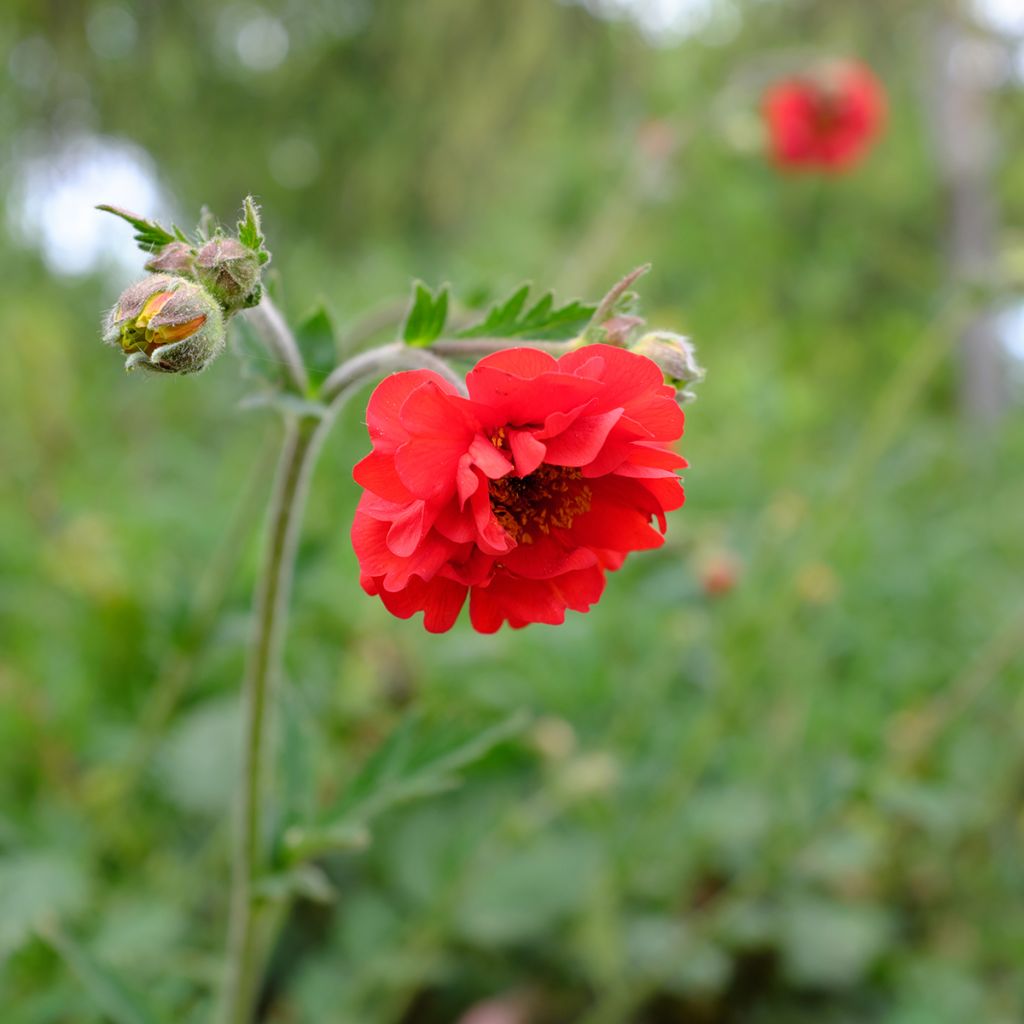 Geum chiloense Feuerball - Hierba del Clavo