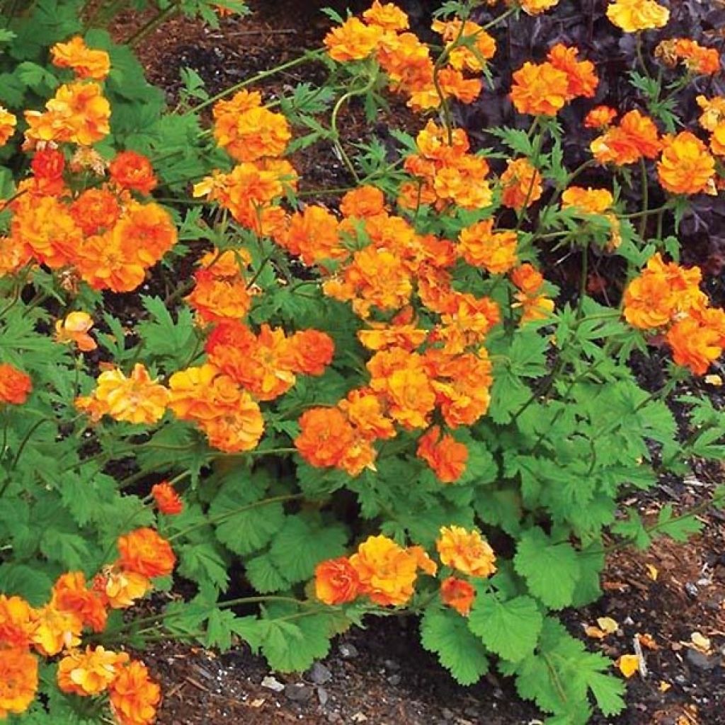 Geum Fire Storm - Hierba de San Benito