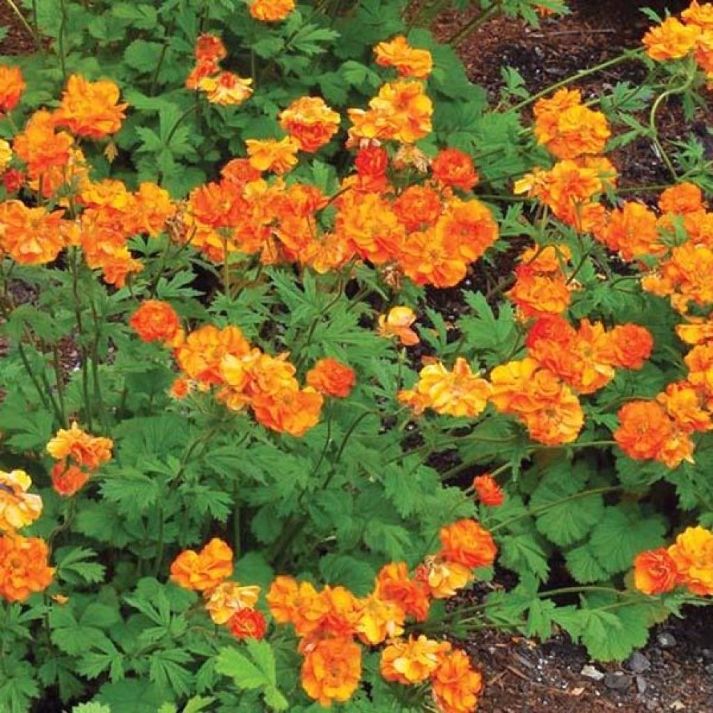 Geum Fire Storm - Hierba de San Benito