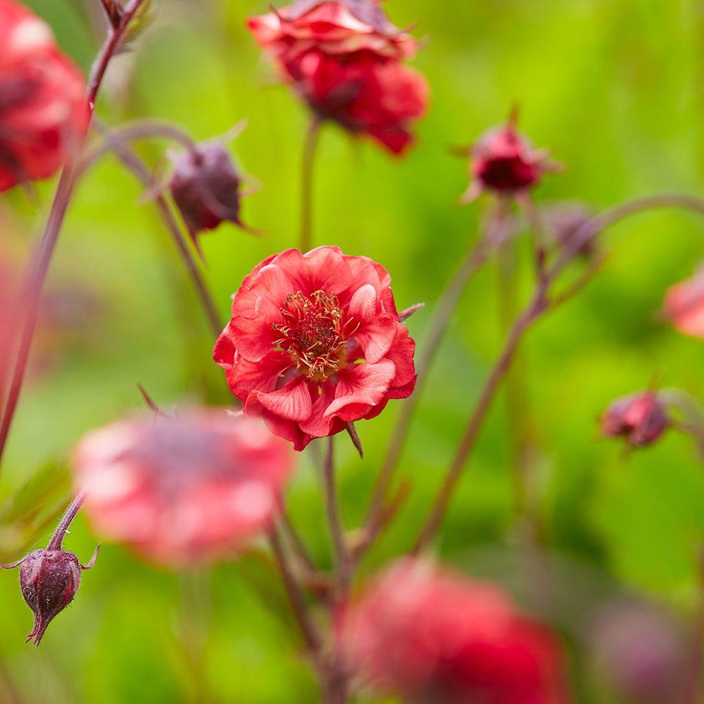 Geum Flames of Passion - Hierba de San Benito