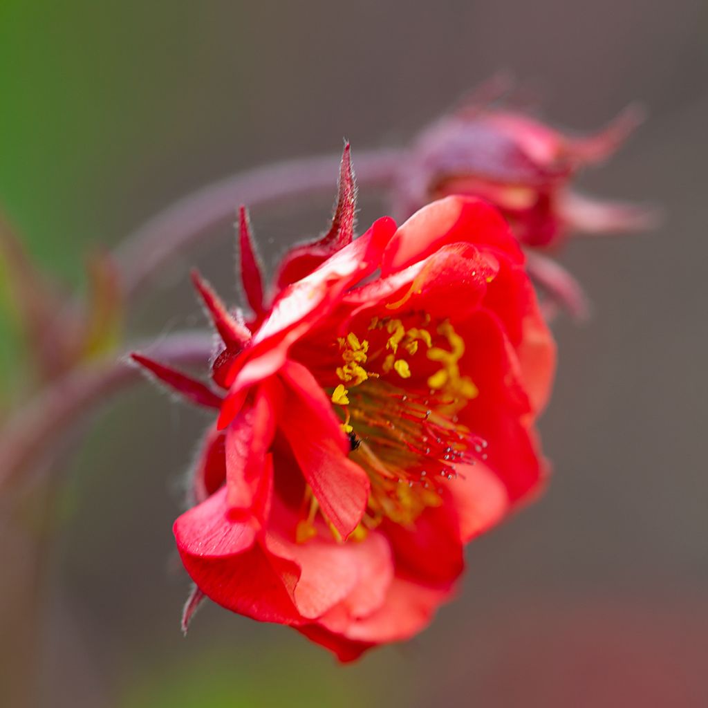 Geum Flames of Passion - Hierba de San Benito