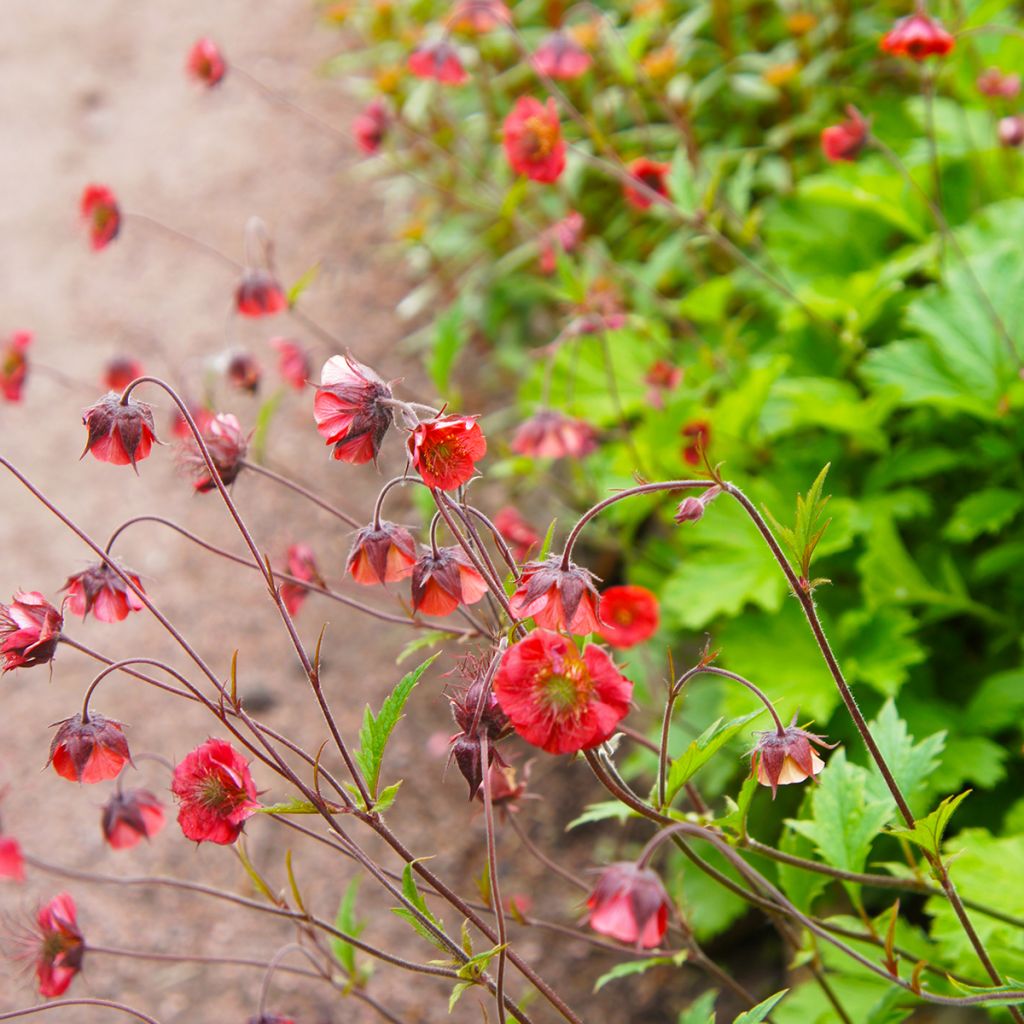 Geum Flames of Passion - Hierba de San Benito