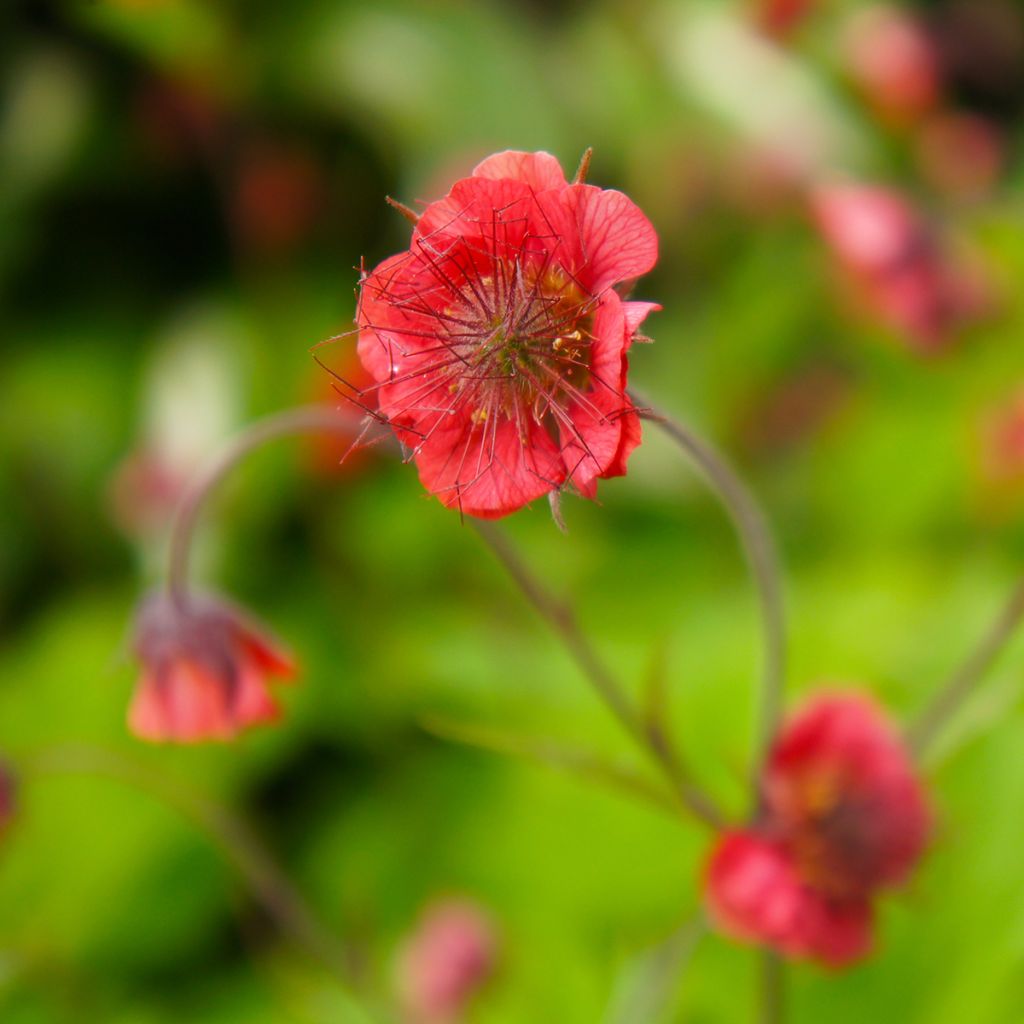 Geum Flames of Passion - Hierba de San Benito