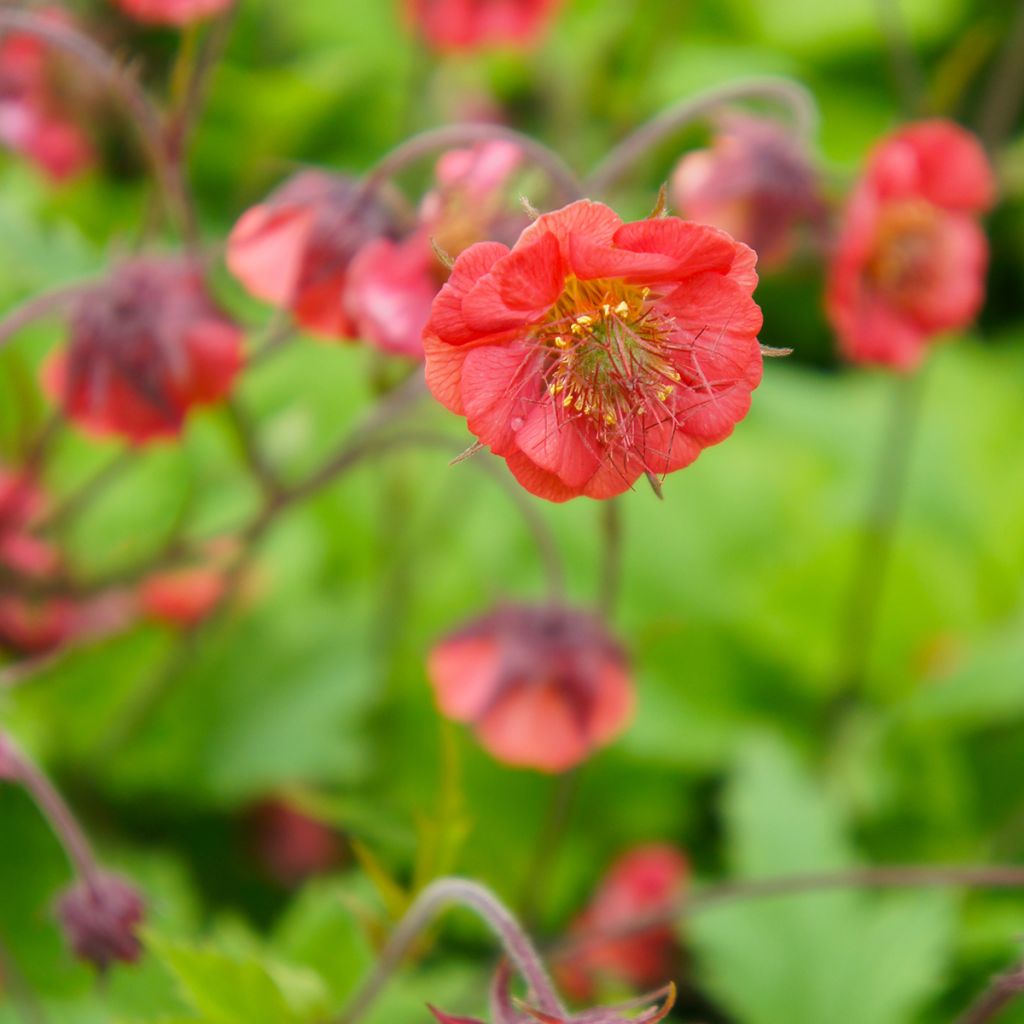 Geum Flames of Passion - Hierba de San Benito