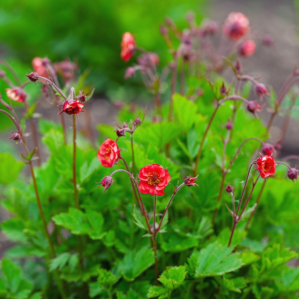 Geum Flames of Passion - Hierba de San Benito