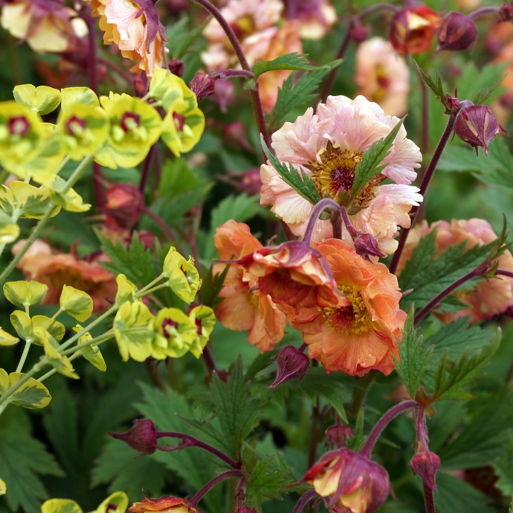 Geum rivale Mai tai - Hierba de San Benito