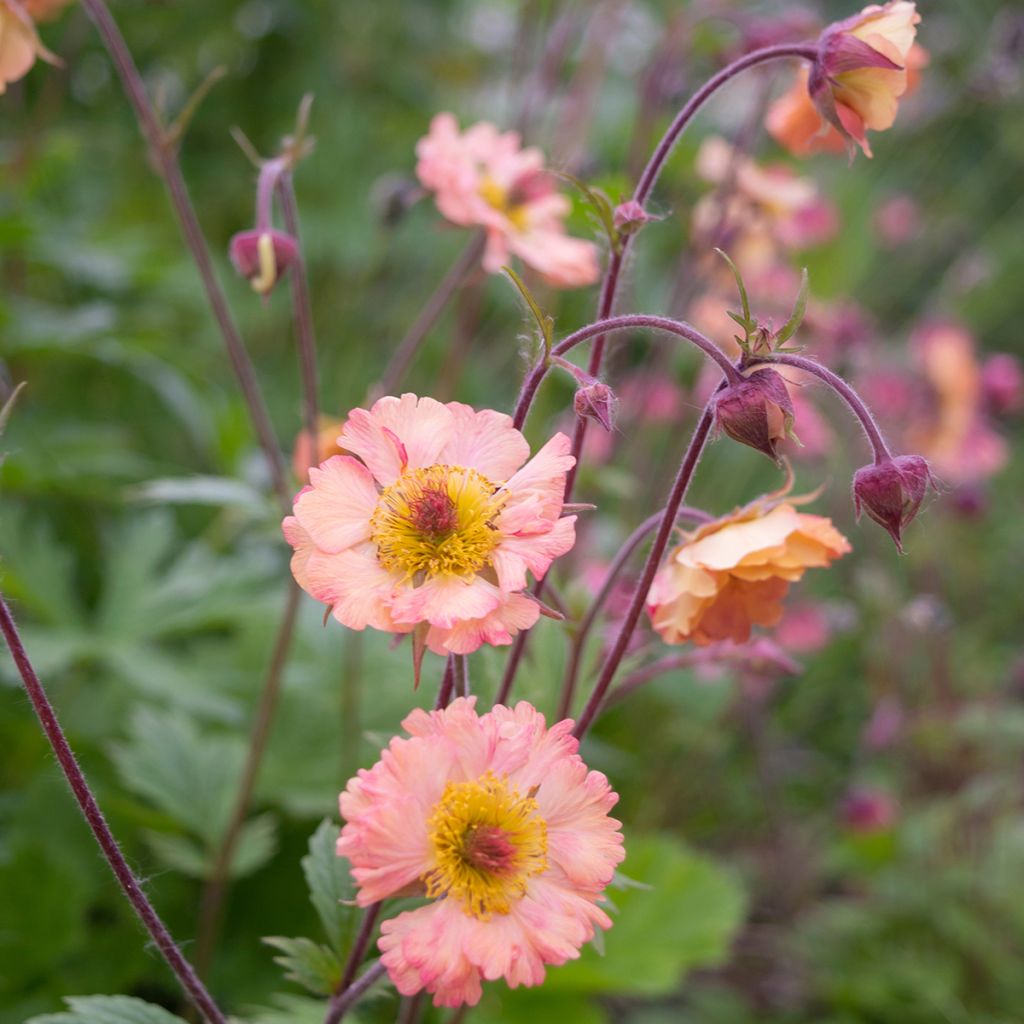 Geum rivale Mai tai - Hierba de San Benito