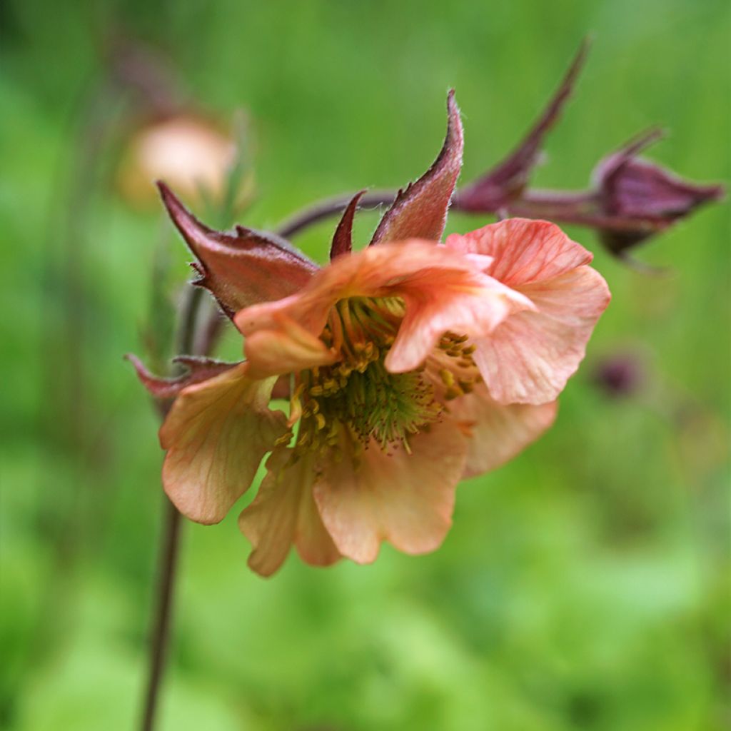 Geum rivale Mai tai - Hierba de San Benito