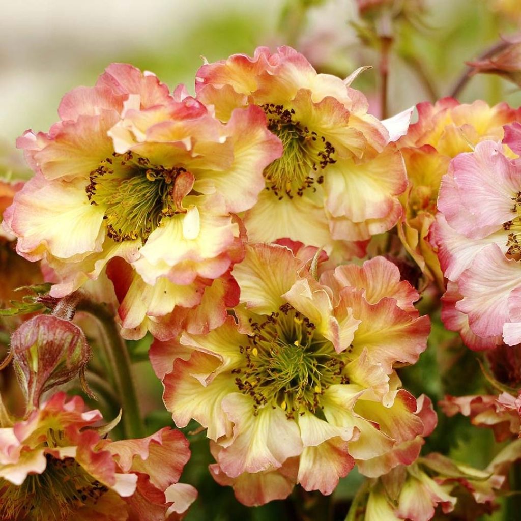 Geum Pretticoats Peach - Hierba de San Benito