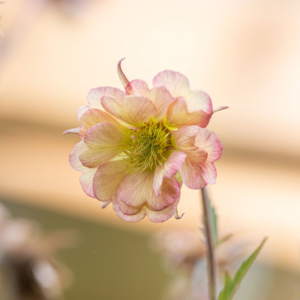 Geum Pretticoats Peach - Hierba de San Benito