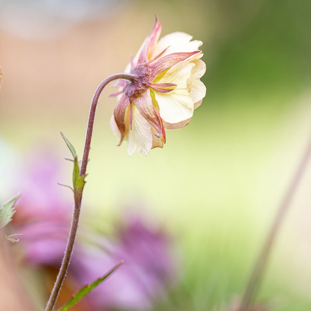 Geum Pretticoats Peach - Hierba de San Benito