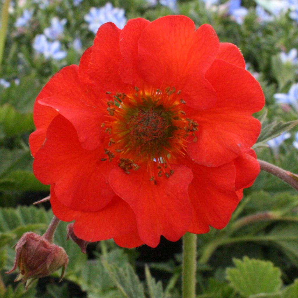 Geum coccineum Red Wings - Hierba de San Benito