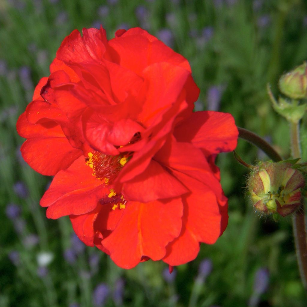 Geum coccineum Red Wings - Hierba de San Benito