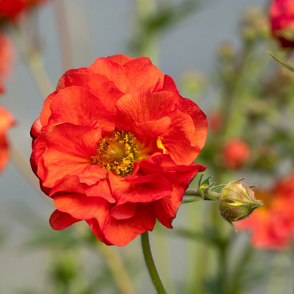 Geum Scarlet Tempest - Hierba de San Benito