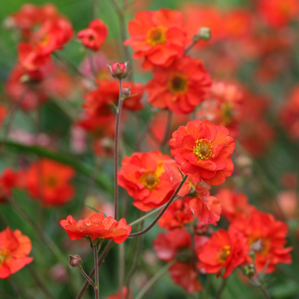 Geum Scarlet Tempest - Hierba de San Benito