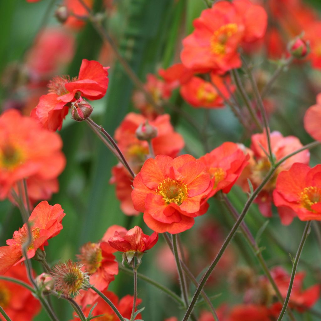 Geum Scarlet Tempest - Hierba de San Benito