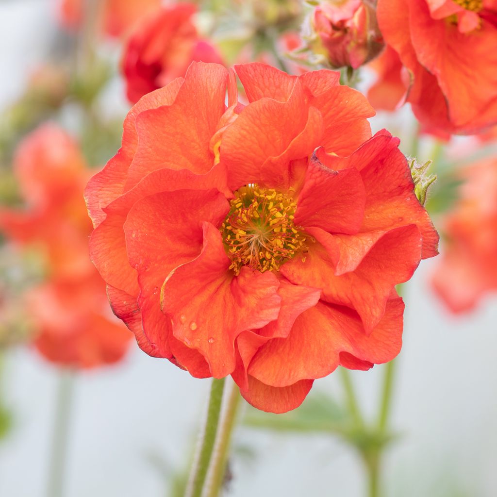 Geum Scarlet Tempest - Hierba de San Benito