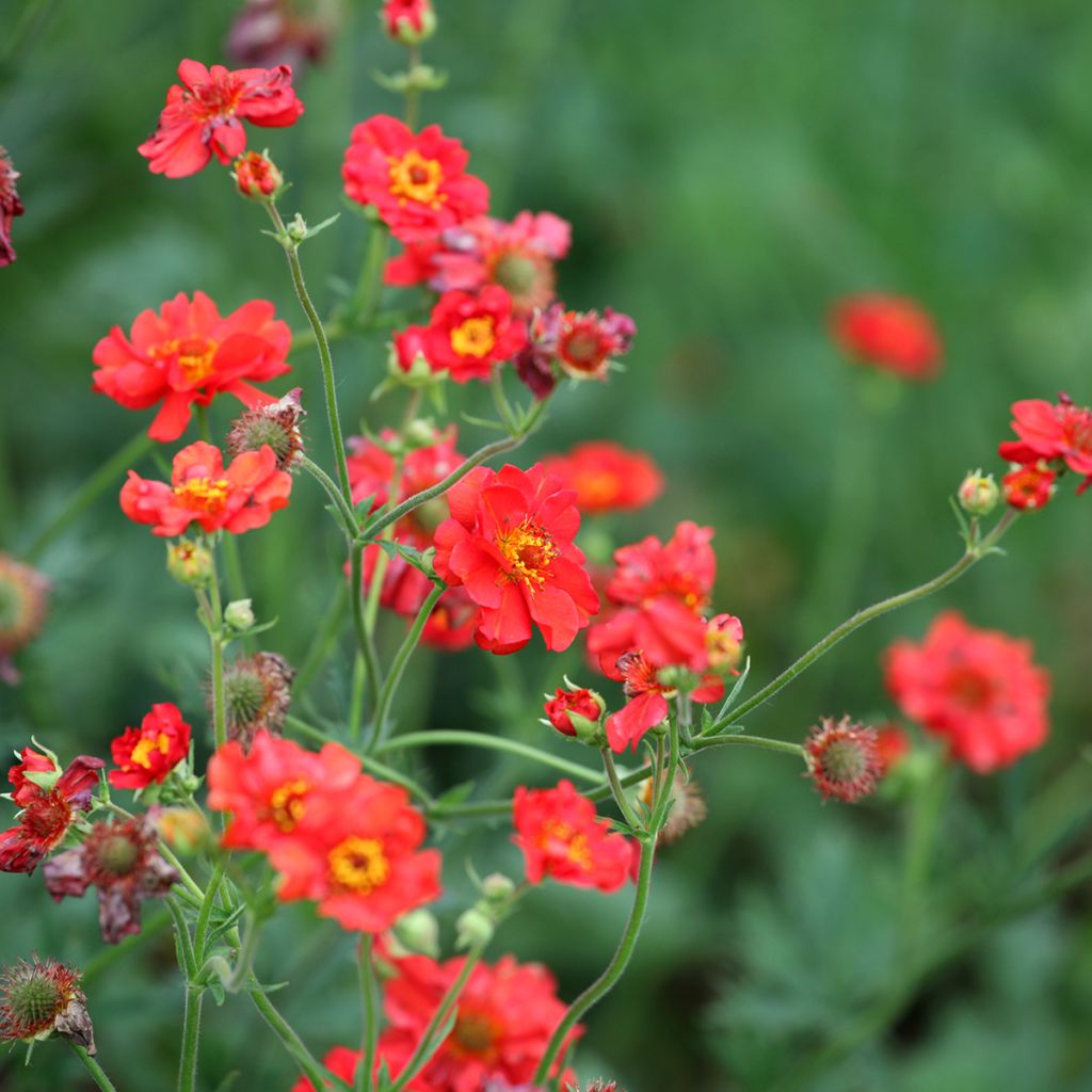 Geum Scarlet Tempest - Hierba de San Benito