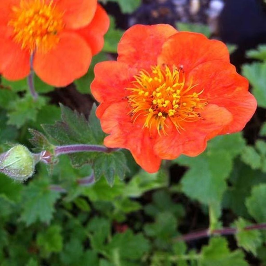 Geum chiloense Sigiswang - Hierba del Clavo