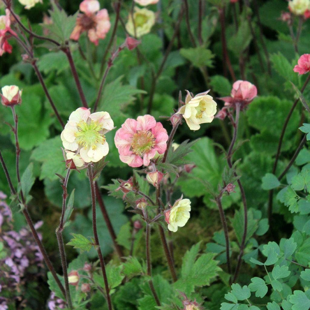 Geum Tempo Rose - Hierba de San Benito