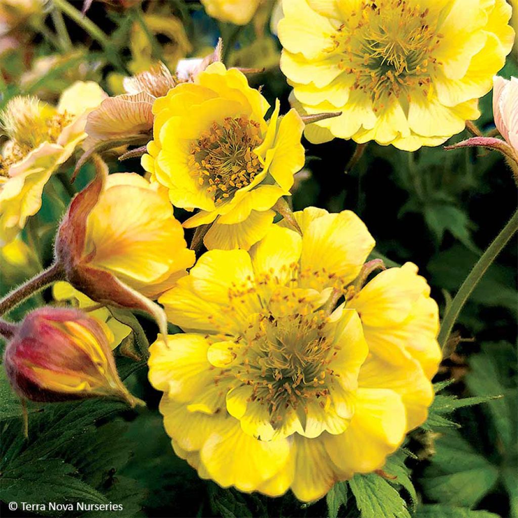 Geum Tempo Yellow - Benoîte