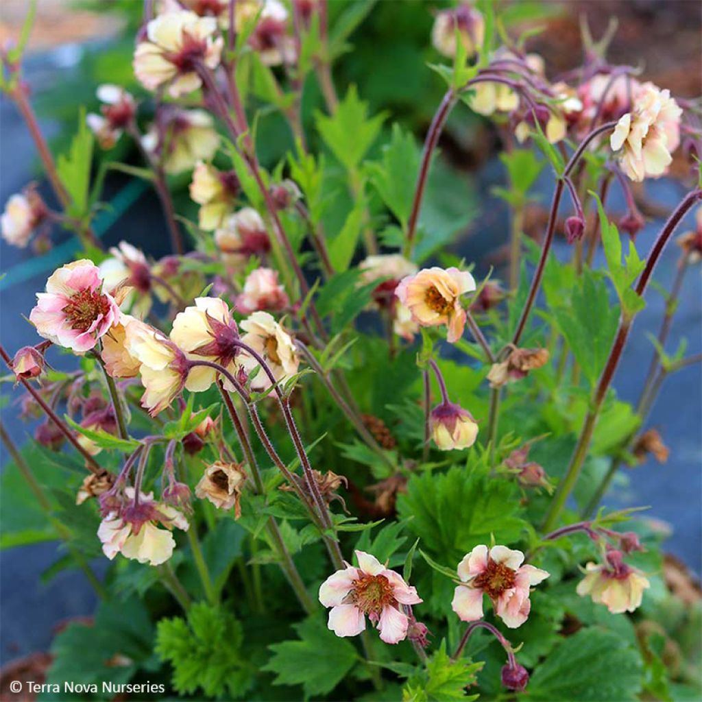 Geum Tempo Yellow - Benoîte