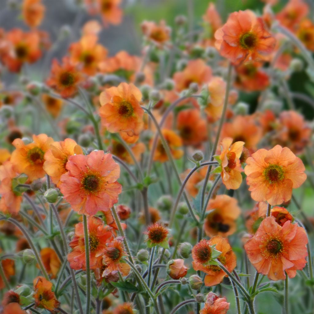 Geum Totally Tangerine - Hierba de San Benito