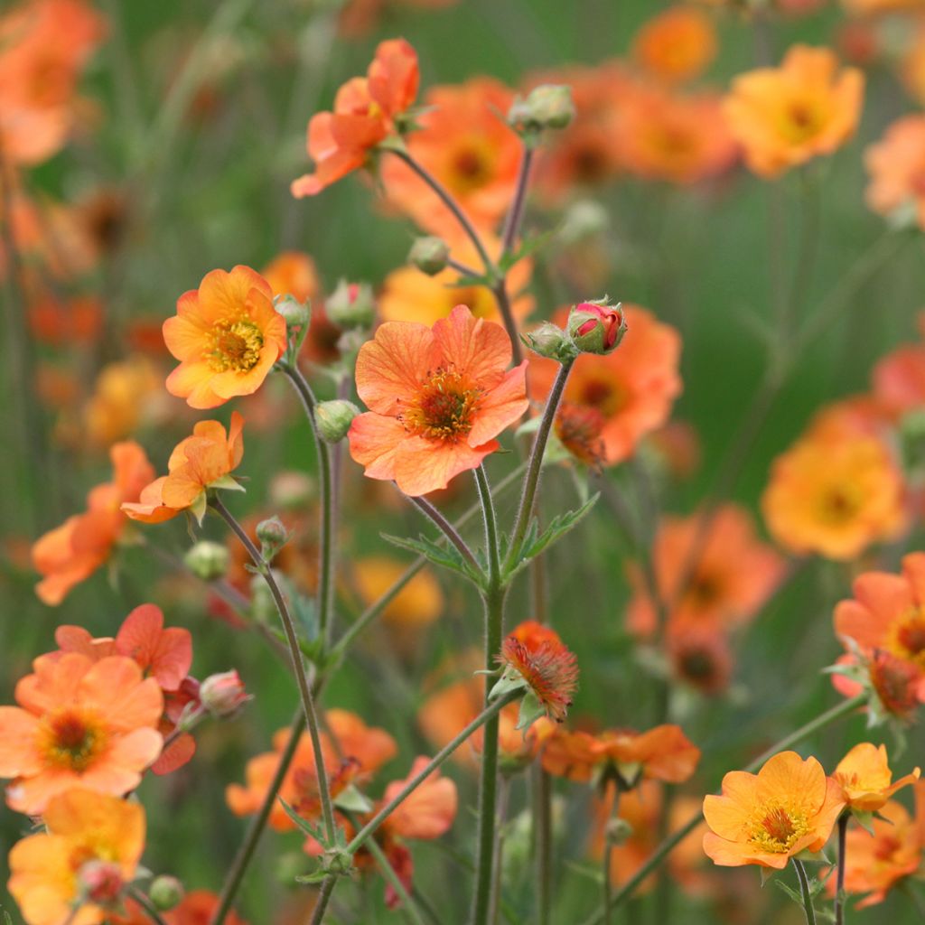 Geum Totally Tangerine - Hierba de San Benito