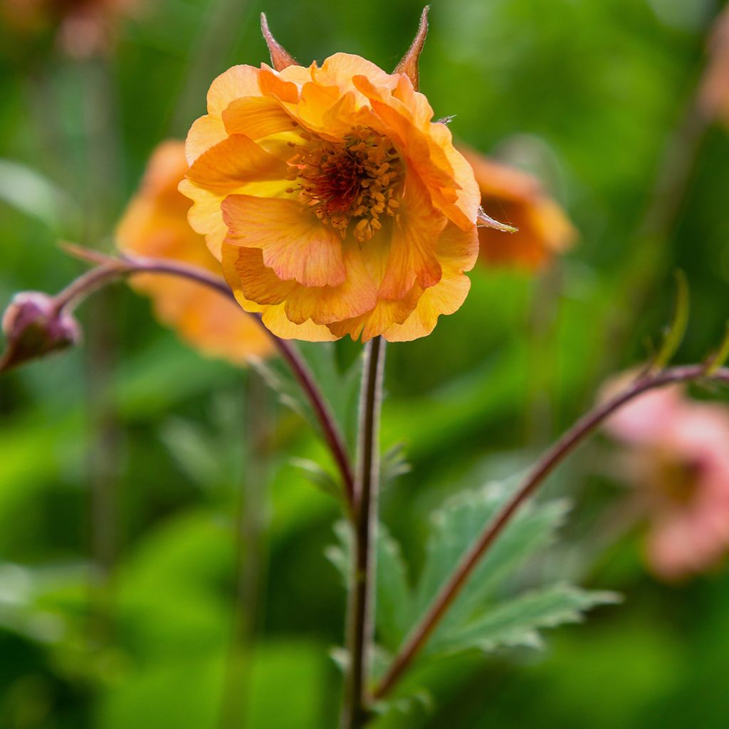 Geum Totally Tangerine - Hierba de San Benito