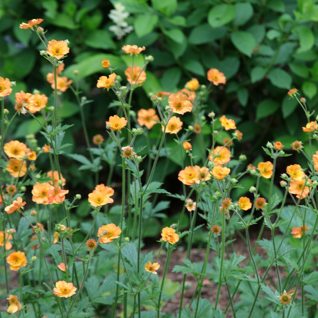 Geum Totally Tangerine - Hierba de San Benito