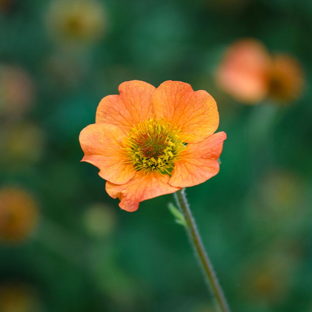 Geum Totally Tangerine - Hierba de San Benito