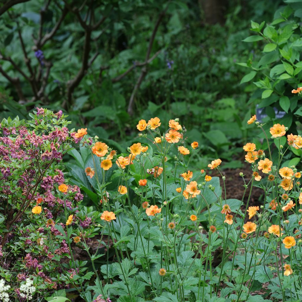 Geum Totally Tangerine - Hierba de San Benito