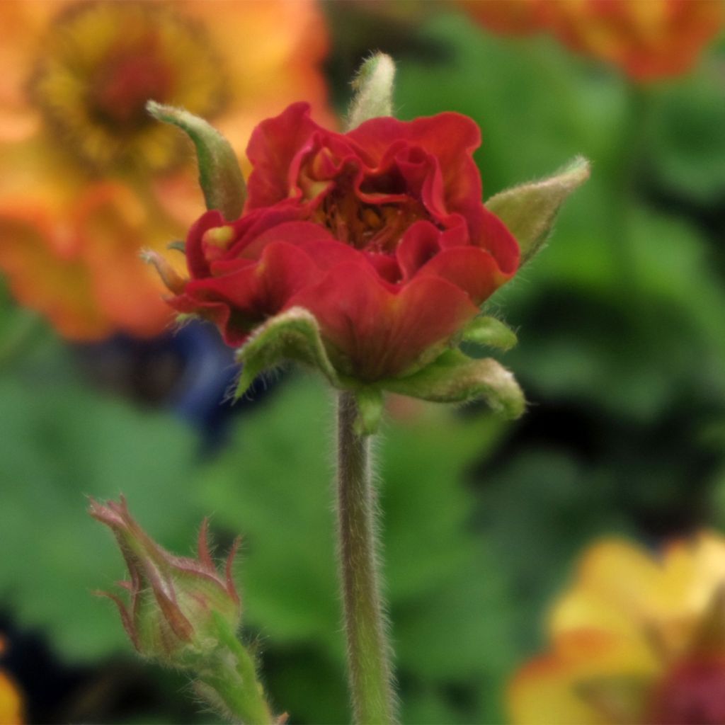 Geum Tutti Frutti - Hierba de San Benito